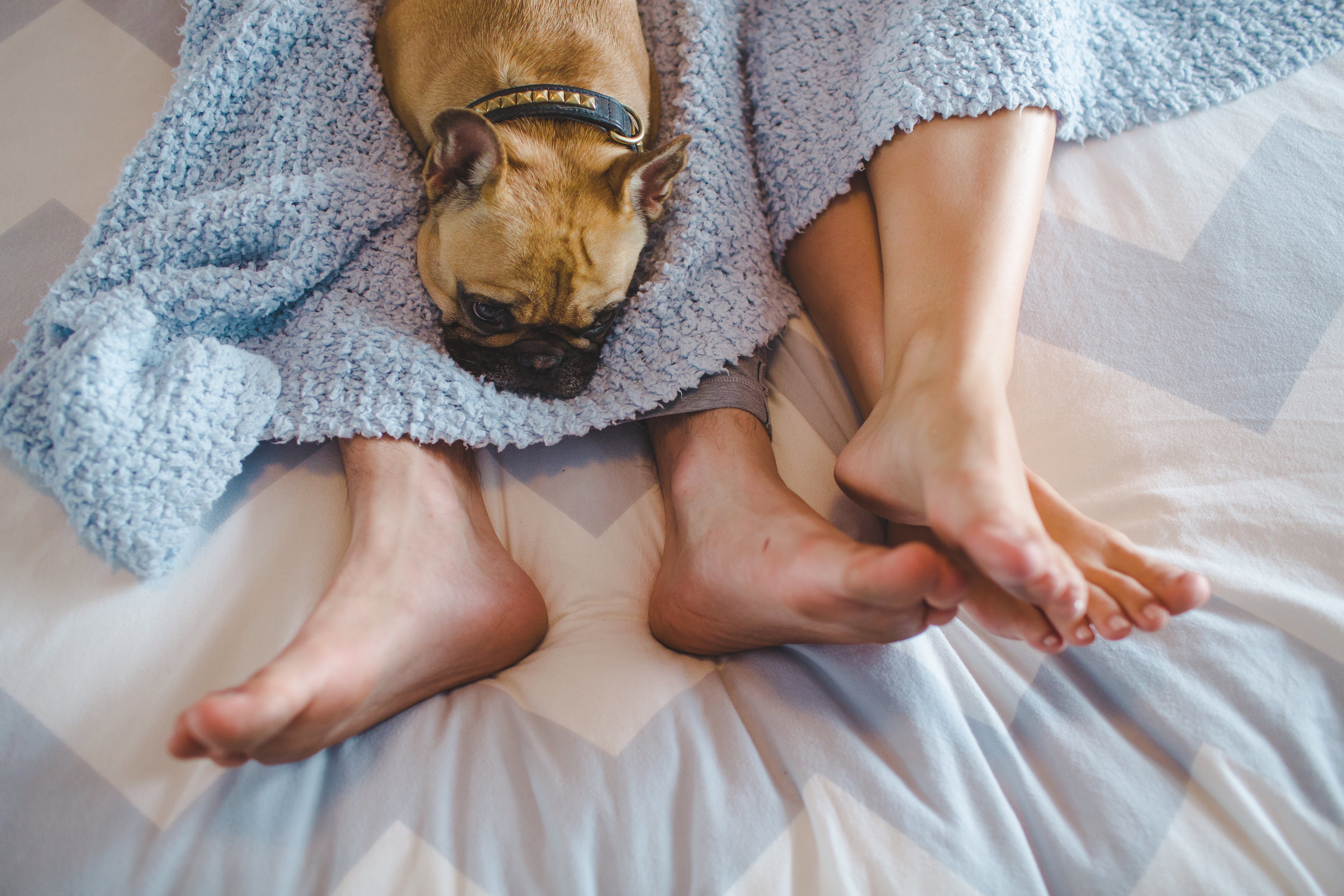 Feet with Dog