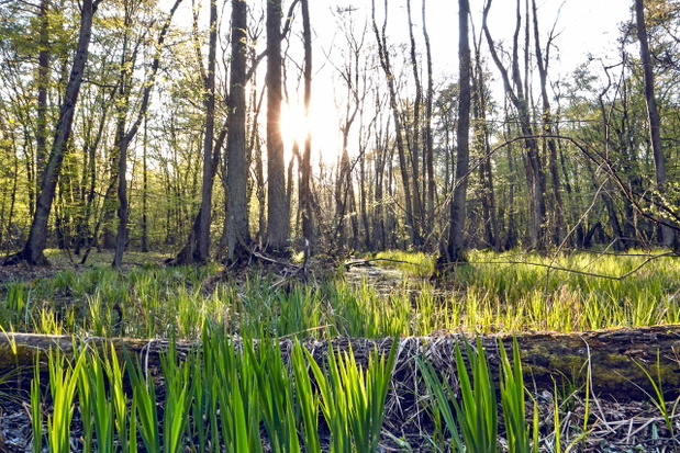 Kampinos