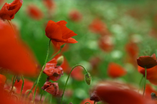 maki