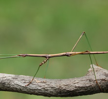 shutterstock_109854143