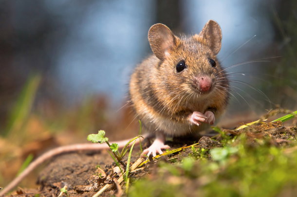 shutterstock_92023034m