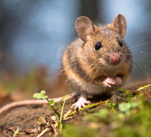 shutterstock_92023034m