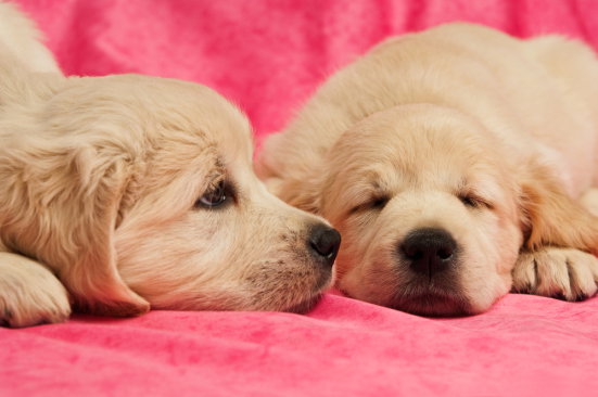 shutterstock_28949617