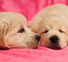 shutterstock_28949617