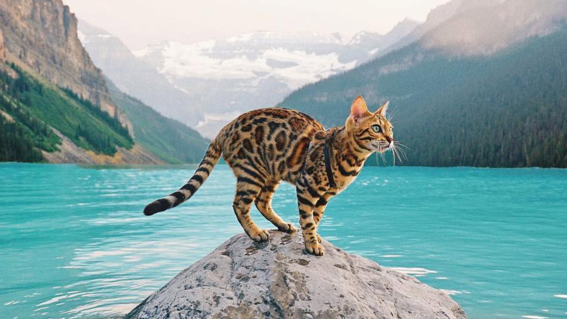 suki-kot-podroznik-c814ecc