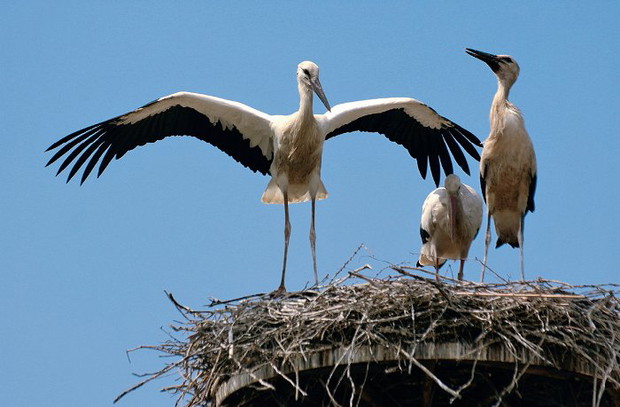 Bocianie wioski- prawdziwy polski fenomen