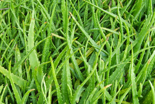 aloes_01