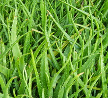 aloes_01