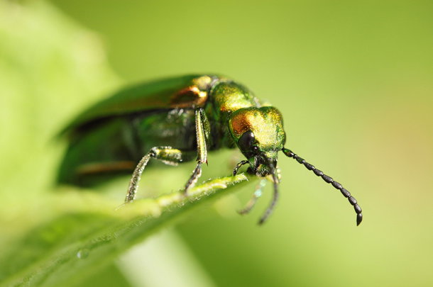 shutterstock_57638158_m