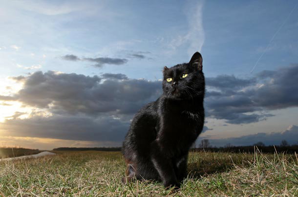 shutterstock_91553315