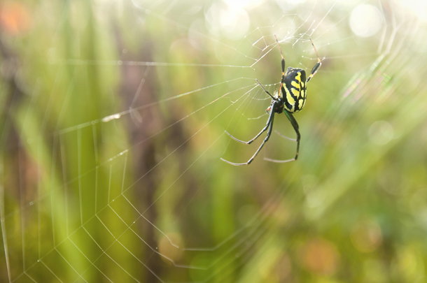 shutterstock_116612572_m