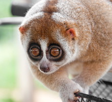 shutterstock_87835846_m