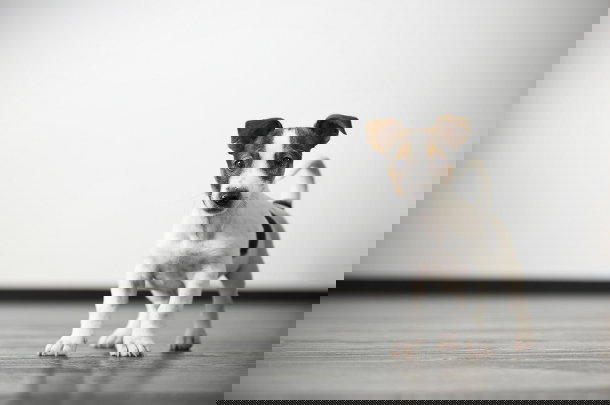 shutterstock_109819418