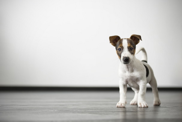 shutterstock_109819418
