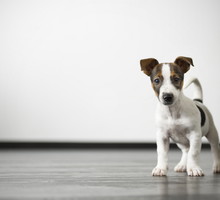 shutterstock_109819418