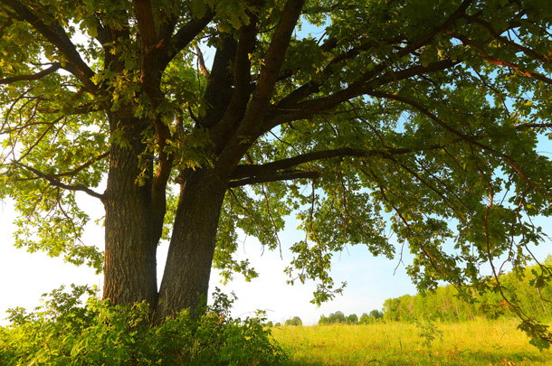 shutterstock_112587962m