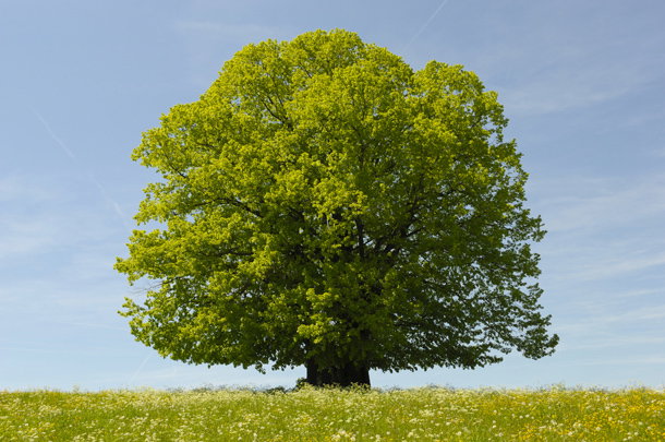 shutterstock_96570379m