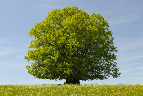 shutterstock_96570379m
