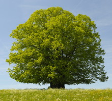 shutterstock_96570379m