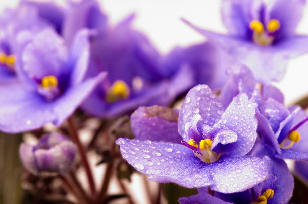 shutterstock_61249948m