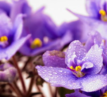 shutterstock_61249948m