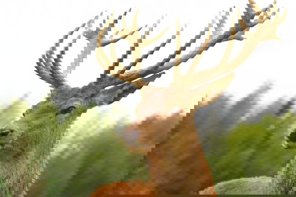 shutterstock_111246116