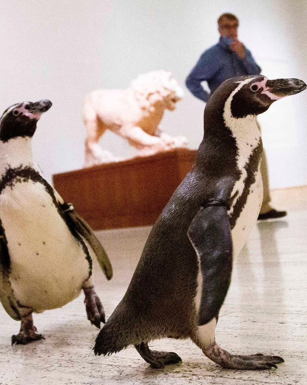 Niecodzienna wizyta pingwinów w muzeum sztuki