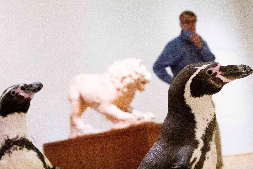 Niecodzienna wizyta pingwinów w muzeum sztuki