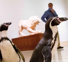 Niecodzienna wizyta pingwinów w muzeum sztuki