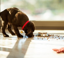 Miska zawsze na miejscu