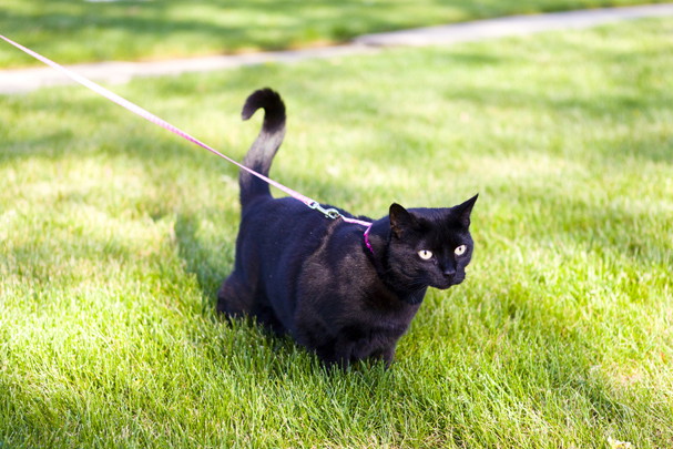 shutterstock_104177570n