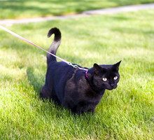 shutterstock_104177570n