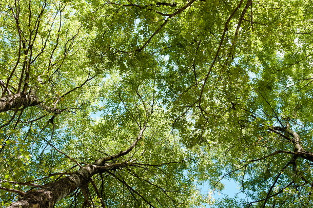 shutterstock_118398265m