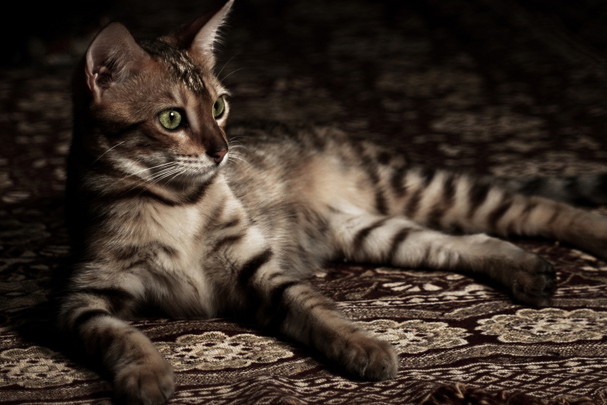 shutterstock_6982015