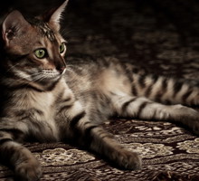 shutterstock_6982015