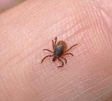 shutterstock_97104551m