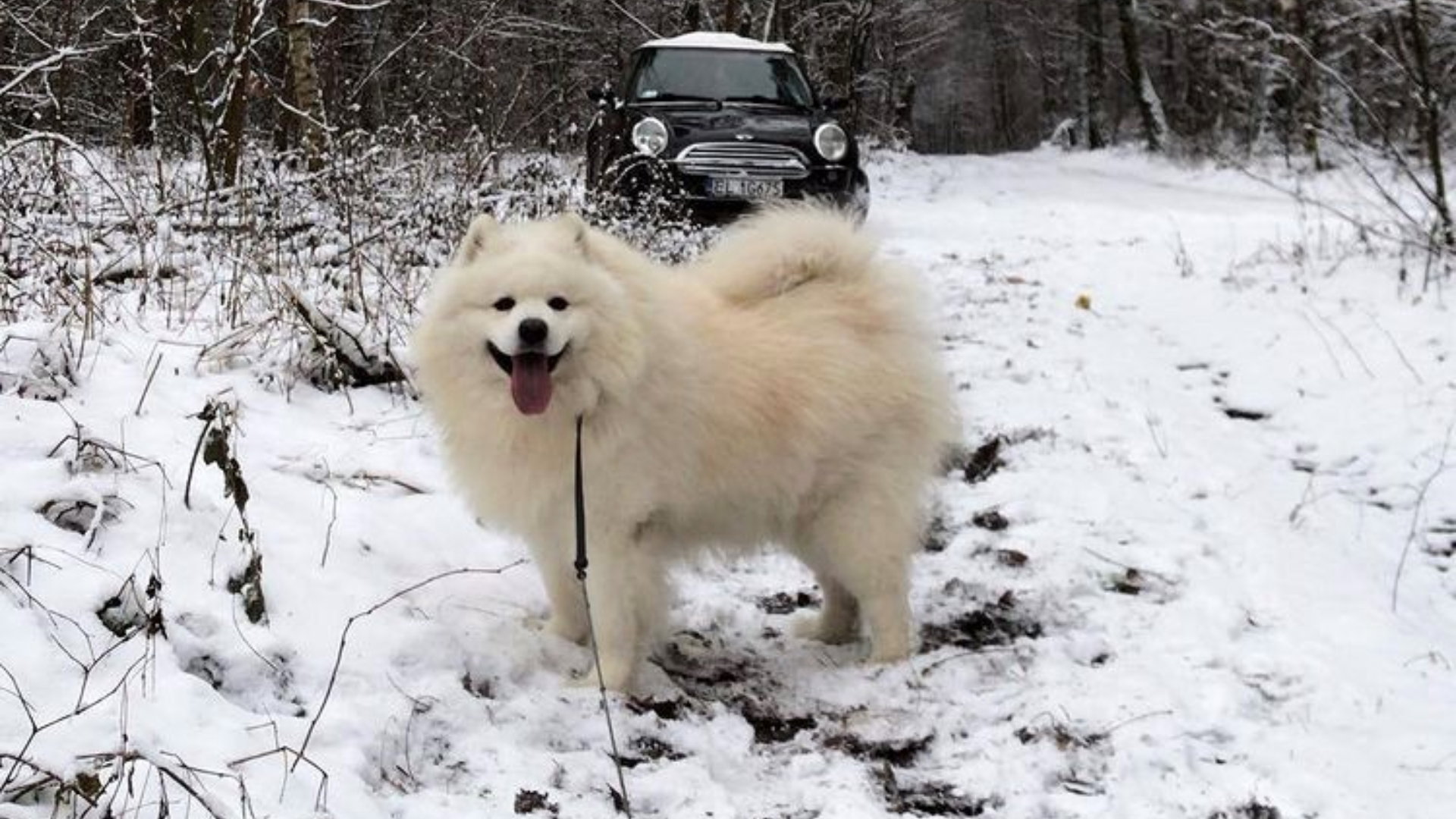 ubranka-dla-psa-na-zime1-68fb737