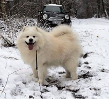 ubranka-dla-psa-na-zime1-68fb737