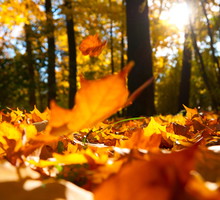 shutterstock_100639285