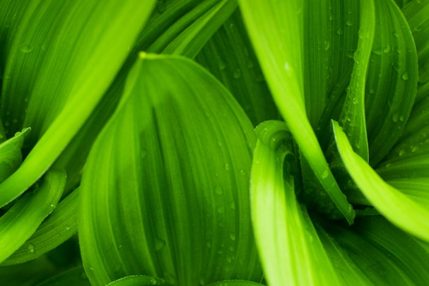 shutterstock_113758207