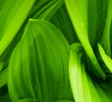 shutterstock_113758207