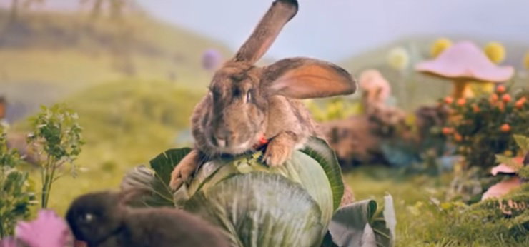 kroliki-w-kampanii-ministerstwa-zdrowia-2c8a467