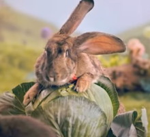 kroliki-w-kampanii-ministerstwa-zdrowia-2c8a467