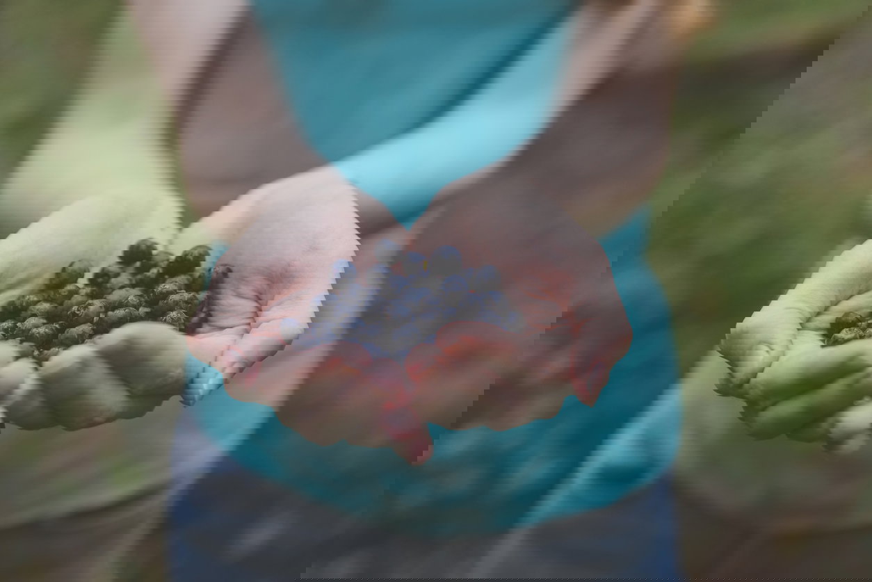 bąblowica w Polsce 2018