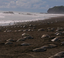 Żółwie wróciły na wybrzeże Indii i składają jaja pod nieobecność ludzi