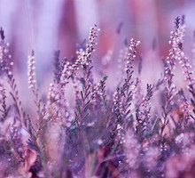 shutterstock_71349205n_01