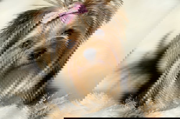 shutterstock_104730863