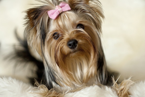 shutterstock_104730863