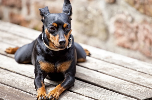 shutterstock_94910854m