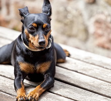 shutterstock_94910854m